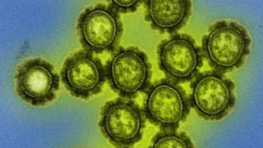 图片：中国发现新型重组猪流感病毒