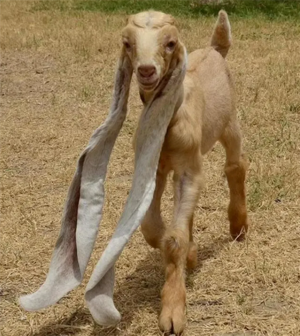 神奇小山羊长出48厘米长耳朵:走路能拖地上、创世界纪录