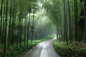 【新书】《桑凝季临》主角桑凝季临全文全章节免费阅读