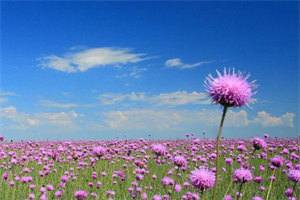 诱娇:暴戾九千岁蓄谋已久已完结(宋慈安裴悯)全文小说免费阅读_诱娇:暴戾九千岁蓄谋已久全章节小说目录阅读(宋慈安裴悯)